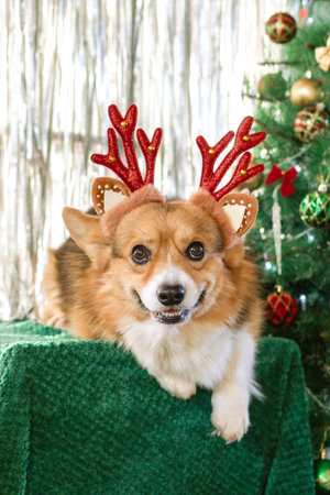 Festive Corgi Ready for Christmas. Cheerful Holiday Dog with Reindeer Antlers near Christmas Tree.の写真素材