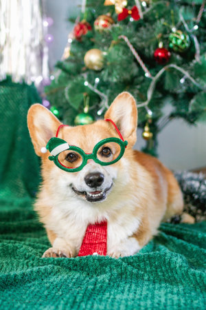 Festive Corgi Ready for Christmas Charming Dog with Holiday Glasses and Red Scarf Posing near Tree.の写真素材