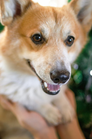 Adorable Corgi Dog Portrait with Paws in Hands of Owner. Heartwarming Moment Captured in Detail.の写真素材