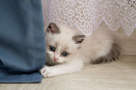 Adorable Fluffy Kitten Peeking from Behind Curtain at Cozy Home. Picture of Innocence and Curiosity.の写真素材
