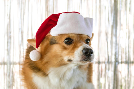 Festive Corgi Puppy Ready for Christmas. Adorable Dog in Santa Hat Ready for Holiday Greetings.の写真素材