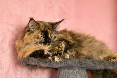 Tortoiseshell Maine Coon Cat Resting Comfortably on a Gray Cat Tree. Adorable Domestic Pet Portrait.の写真素材