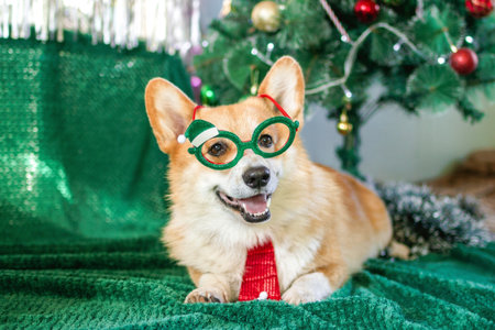 Corgi dog in festive Christmas attire with Santa hat. Holiday Cheer Ready for Christmas Party.の写真素材