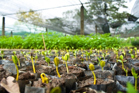 greenhouseの写真素材