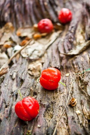 bunch of fresh, juicy, ripe cherriesの写真素材