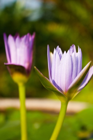 Pink Lotus on the Riverの写真素材