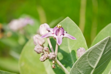 Summer meadow background with blooming pink flowersの写真素材