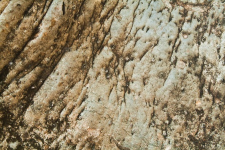 Texture of a tree bark