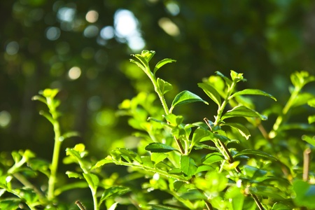 Close-up shot of green bush after rain の写真素材