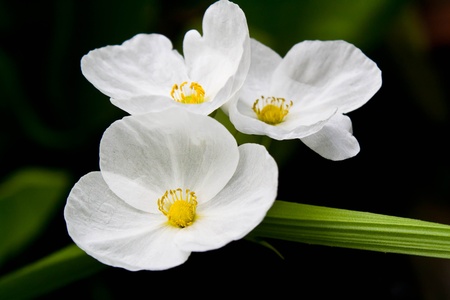 Thai orchids の写真素材