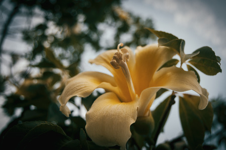 Macro del pistilo de una flor de chorisia amarilla en el arbolの写真素材
