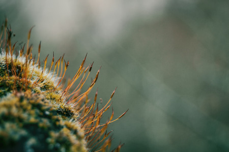 moss filaments very closely with orange colorsの写真素材