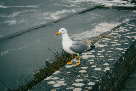 A seagull perched on a stone near the sea in baiona, galicia, spainの写真素材