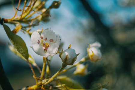 a white flower of apple tree in natural, malus domesticaの写真素材