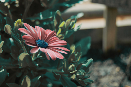 a single violet osteospermum flower outdoorsの写真素材