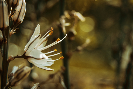 a single white flower of asphodelusの写真素材