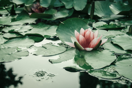 pink aquatic flower floating on a lake with leavesの写真素材