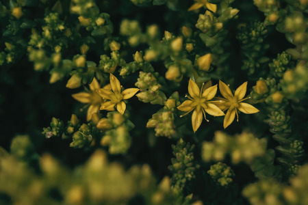 yellow flowers of sedum sexangulare seen from aboveの写真素材