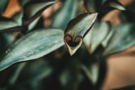 tradescantia zebrina leaves with a heart shapeの写真素材