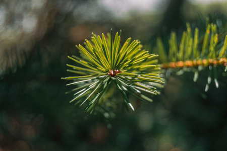 green pine needles on zenith