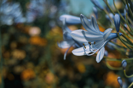 macro of blue flower of agapanthus africanus on a sunny day