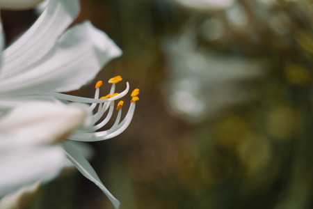 Stamens detail of a white flowerの写真素材
