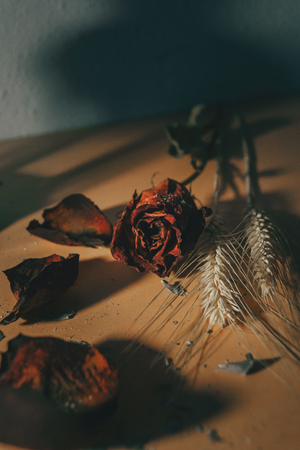 dried rose flower in a wooden backgroundの写真素材