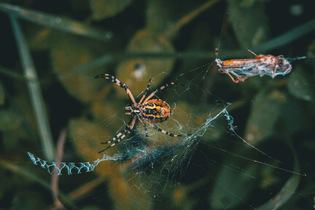 Web spider eating its food that stuck on the netの写真素材