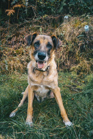 non-breed dog sitting on green grassの写真素材