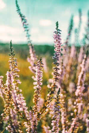 pink flowers of calluna vulgaris in a field at sunsetの写真素材