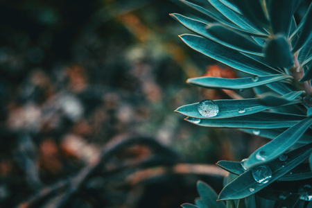 Euphorbia leaves with water drops isolatedの写真素材