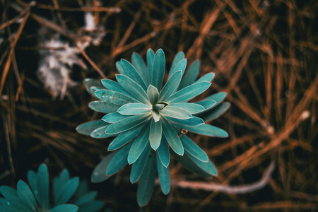 euphorbia seen from above on ground of dried pine leavesの写真素材