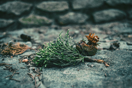 leaves and round fruit of cupressus sempervirens on the stone floorの写真素材