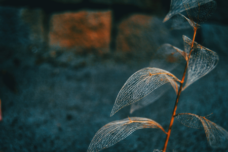 Delicate leaf skeleton macro close up, ruscus aculeatusの写真素材