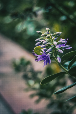 close up lilac flowers of hebe in natureの写真素材
