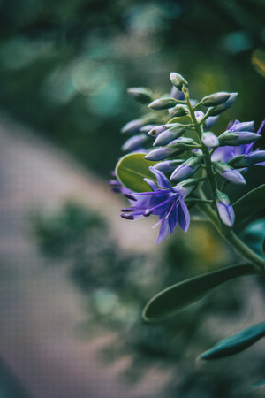 close up lilac flowers of hebe in natureの写真素材