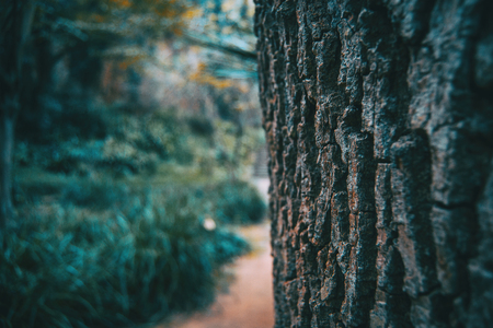 texture of the bark of a tree in nature close upの写真素材