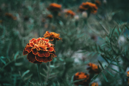 close up red and yellow flower of tagetes patula in a field with more out of focus flowersの写真素材