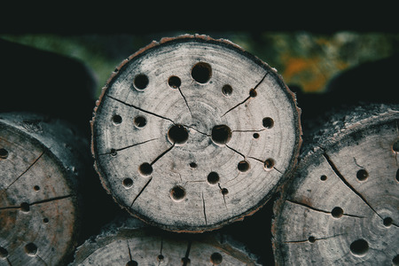 abstract texture with holes in a tree stumpの写真素材