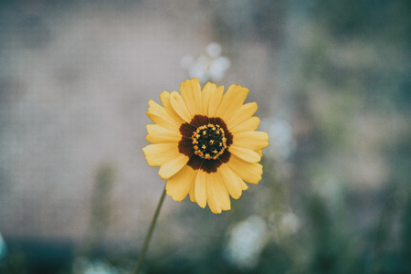 a macro of a yellow and brown flower isolated from coreopsis grandiflora