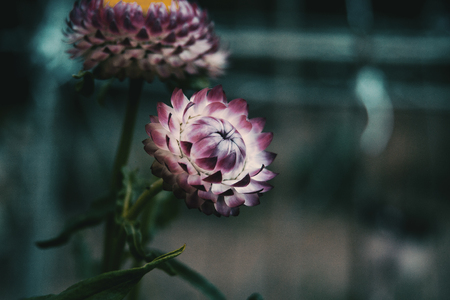 close up of a flower with white and pink petals of helipterum roseumの写真素材