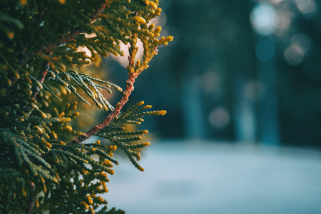 close up of leaves of cupressus sempervirensの写真素材