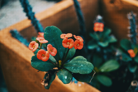 small red flowers of euphorbia miliiの写真素材
