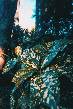 leaves of aucuba japonicaの写真素材