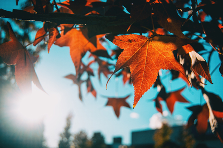 Red acer leaves in autumnの写真素材