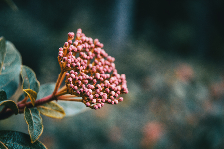 Inflorescence of unopened flowers of viburnum tinusの写真素材