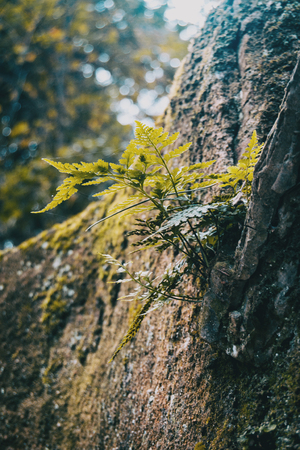 Fern leaves among stonesの写真素材