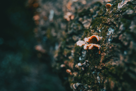 Mushrooms on the bark of a trunk in the forestの写真素材
