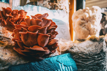 Mushrooms grown in medieval market of Vic, Catalonia, Spainの写真素材