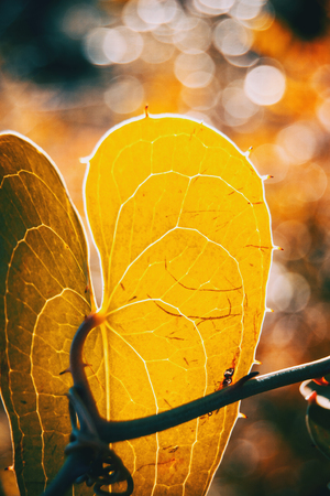Detail of smilax aspera leaf with sunlight and bokeh backgroundの写真素材